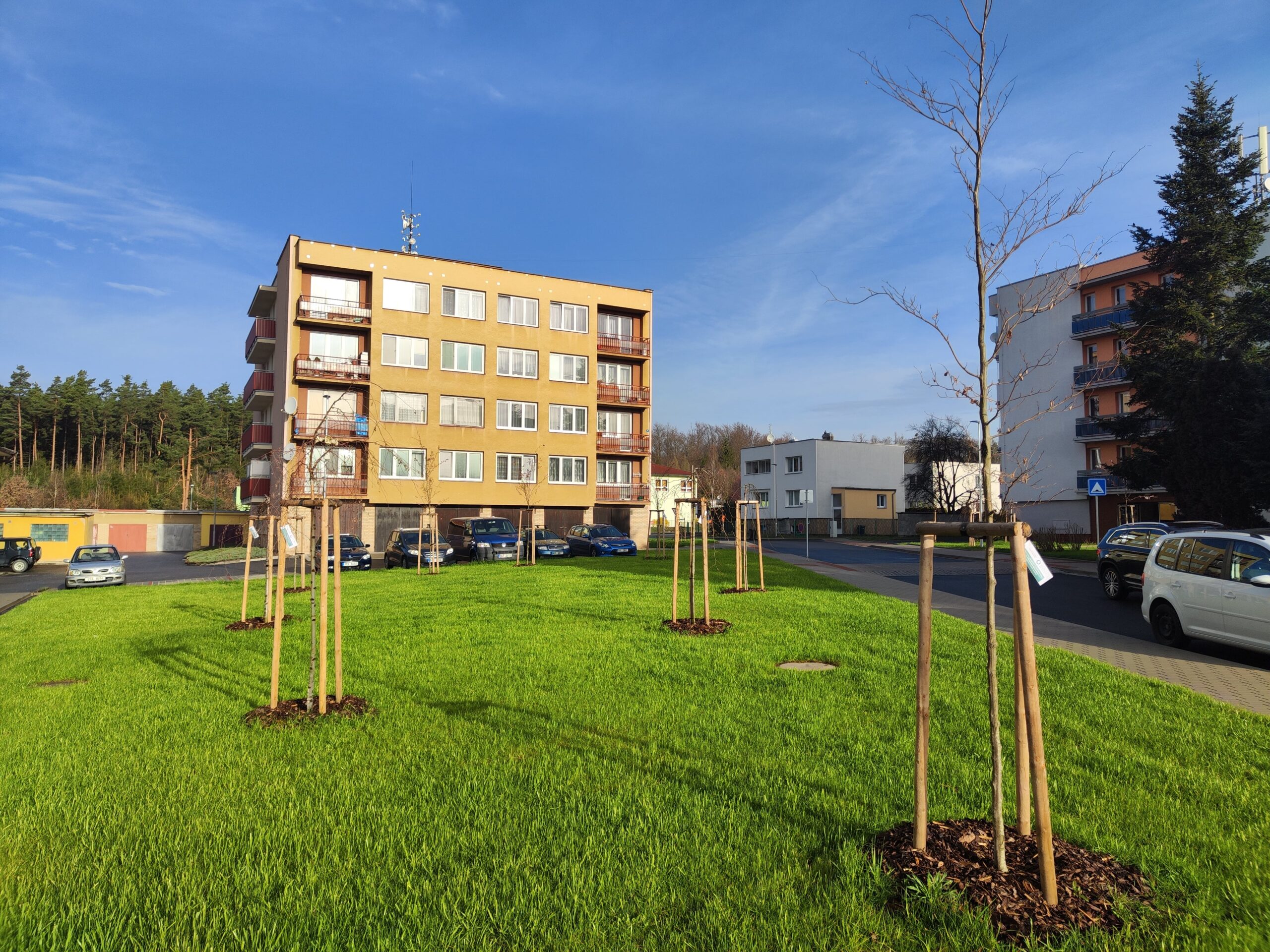 Zasazené nové stromky